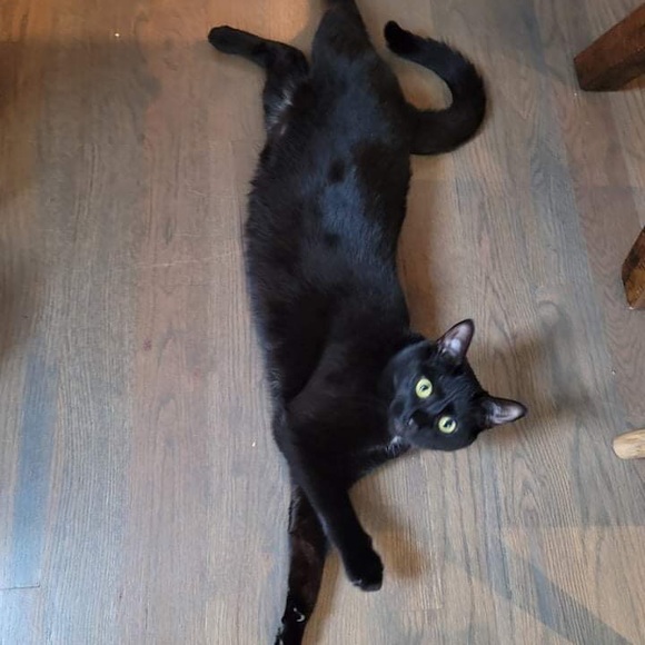 Meet your Posher, Elizabeth - Picture 1 of 1